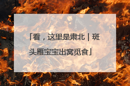 看，这里是肃北｜斑头雁宝宝出窝觅食