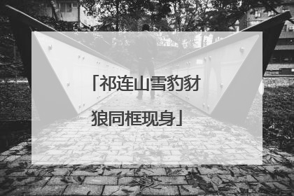 祁连山雪豹豺狼同框现身