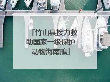 竹山县接力救助国家一级保护动物海南鳽