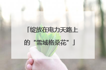 绽放在电力天路上的“雪域格桑花”
