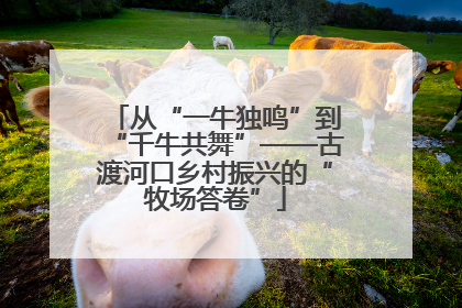 从“一牛独鸣”到“千牛共舞”——古渡河口乡村振兴的“牧场答卷”
