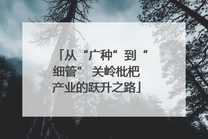 从“广种”到“细管” 关岭枇杷产业的跃升之路