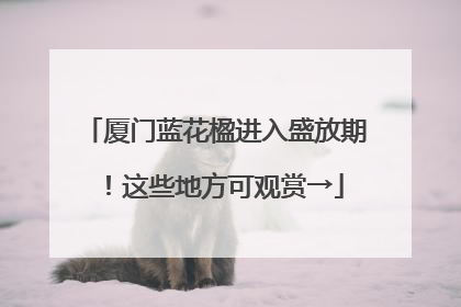 厦门蓝花楹进入盛放期！这些地方可观赏→