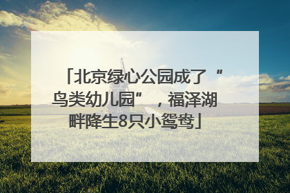 北京绿心公园成了“鸟类幼儿园”，福泽湖畔降生8只小鸳鸯