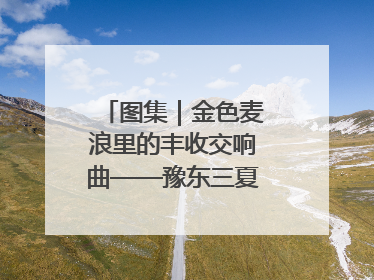 图集｜金色麦浪里的丰收交响曲——豫东三夏抢收纪实