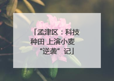 孟津区：科技种田 上演小麦“逆袭”记