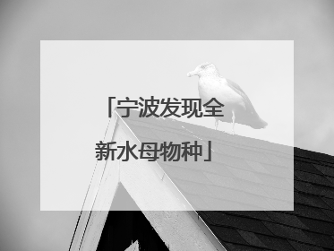 宁波发现全新水母物种