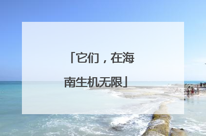 它们，在海南生机无限