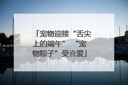 宠物迎接“舌尖上的端午” “宠物粽子”受喜爱