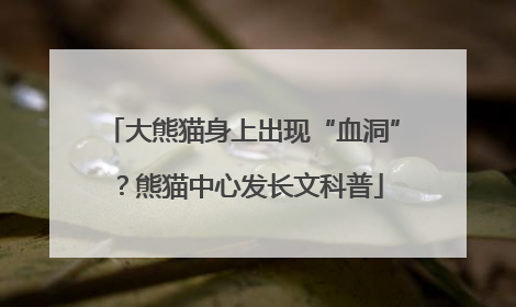 大熊猫身上出现“血洞”？熊猫中心发长文科普