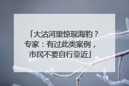 大沽河里惊现海豹？专家：有过此类案例，市民不要自行靠近