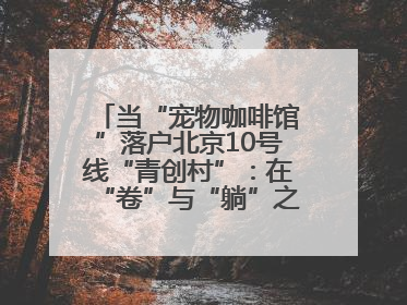 当“宠物咖啡馆”落户北京10号线“青创村”：在“卷”与“躺”之间，他们找到了第三种生活公式