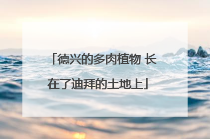 德兴的多肉植物 长在了迪拜的土地上
