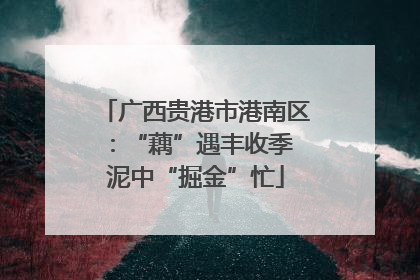 广西贵港市港南区：“藕”遇丰收季 泥中“掘金”忙