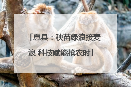息县：秧苗绿浪接麦浪 科技赋能抢农时