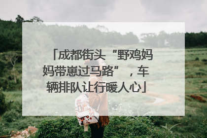 成都街头“野鸡妈妈带崽过马路”，车辆排队让行暖人心