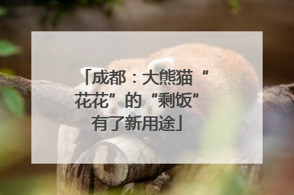 成都：大熊猫“花花”的“剩饭”有了新用途