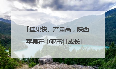 挂果快、产量高，陕西苹果在中亚茁壮成长