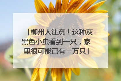 柳州人注意！这种灰黑色小虫看到一只，家里很可能已有一万只