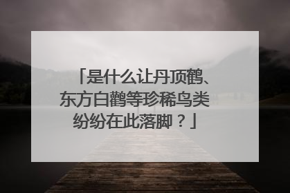 是什么让丹顶鹤、东方白鹳等珍稀鸟类纷纷在此落脚？