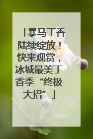 暴马丁香陆续绽放！快来观赏，冰城最美丁香季“终极大招”