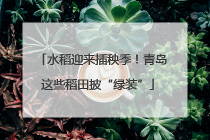 水稻迎来插秧季！青岛这些稻田披“绿装”