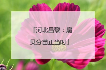 河北昌黎：扇贝分苗正当时