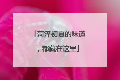菏泽初夏的味道，都藏在这里