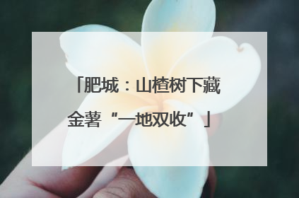 肥城：山楂树下藏金薯“一地双收”