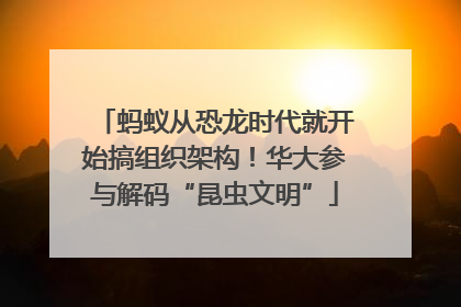 蚂蚁从恐龙时代就开始搞组织架构！华大参与解码“昆虫文明”
