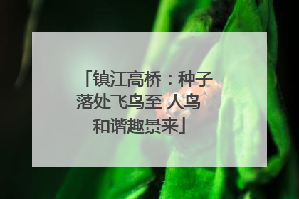 镇江高桥：种子落处飞鸟至 人鸟和谐趣景来
