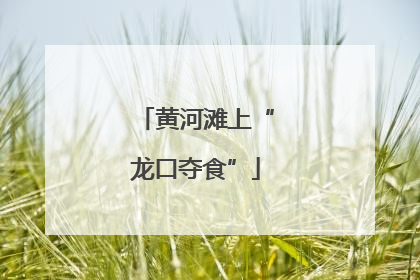 黄河滩上“龙口夺食”